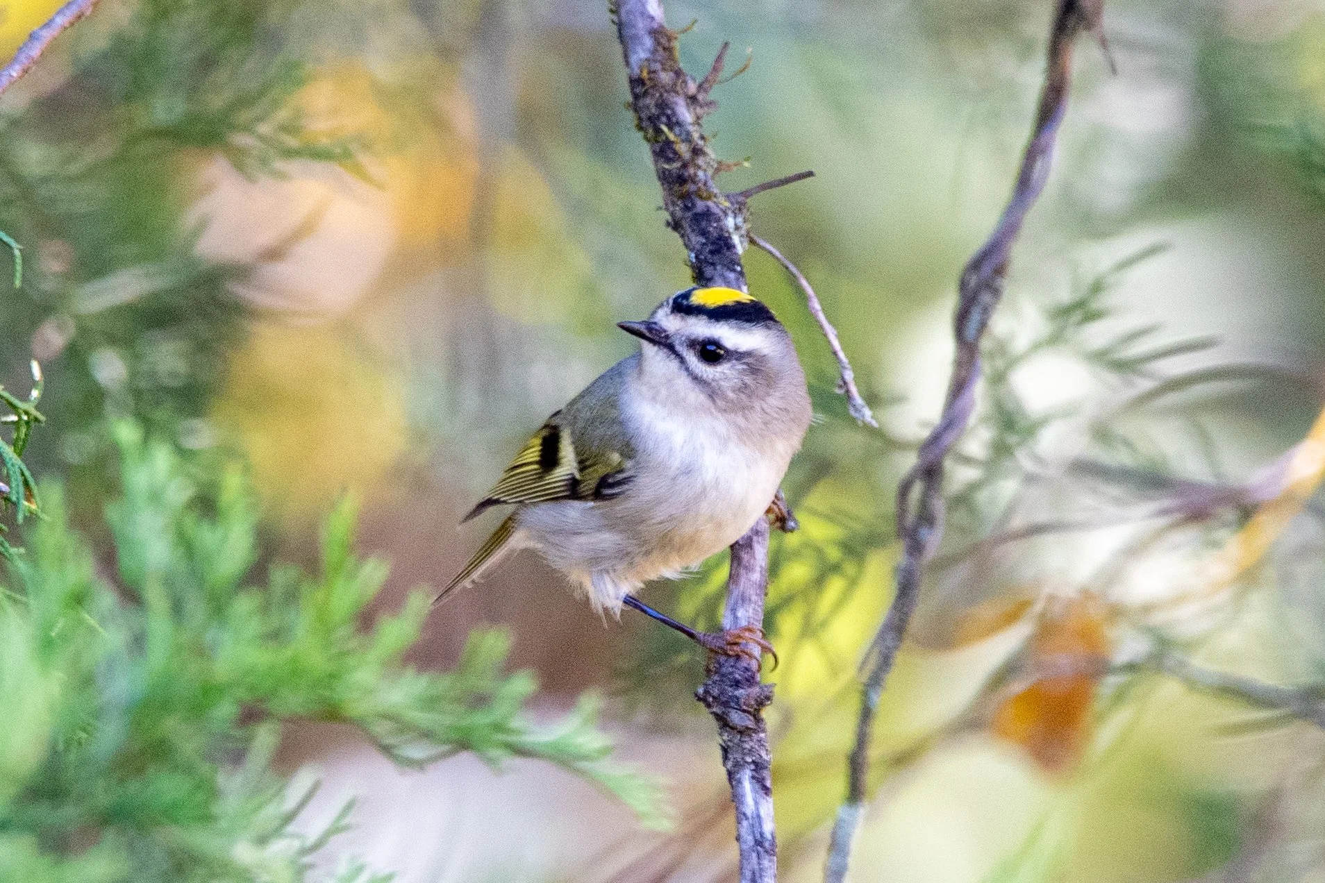 Celebrating Birdability Week / Chapman Mountain Nature Preserve (Huntsville) (Free!)