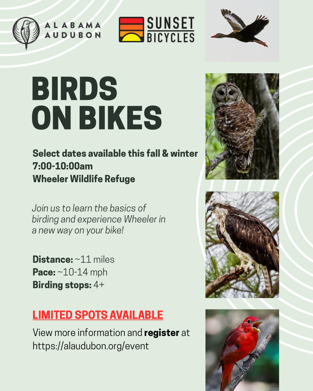Birds on Bikes: Wheeler Wildlife Refuge (Free!)
