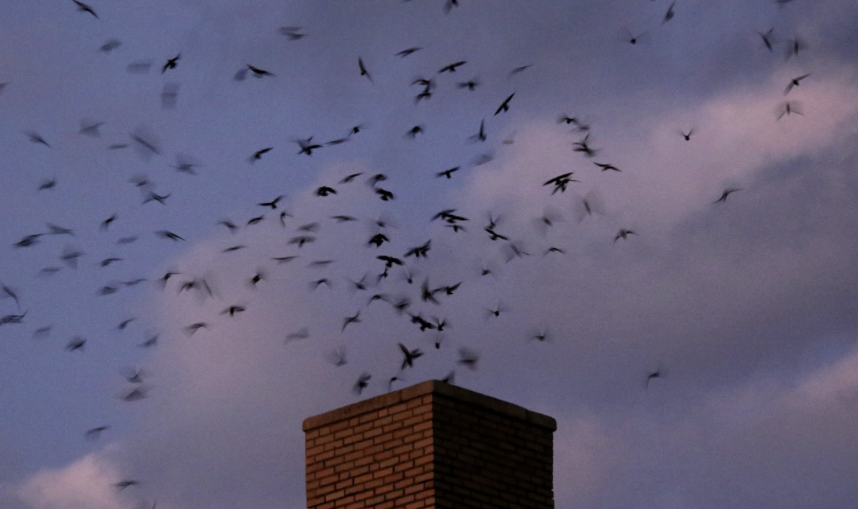 Swift Night Out: Birmingham (Norwood Elementary School) (Free!)