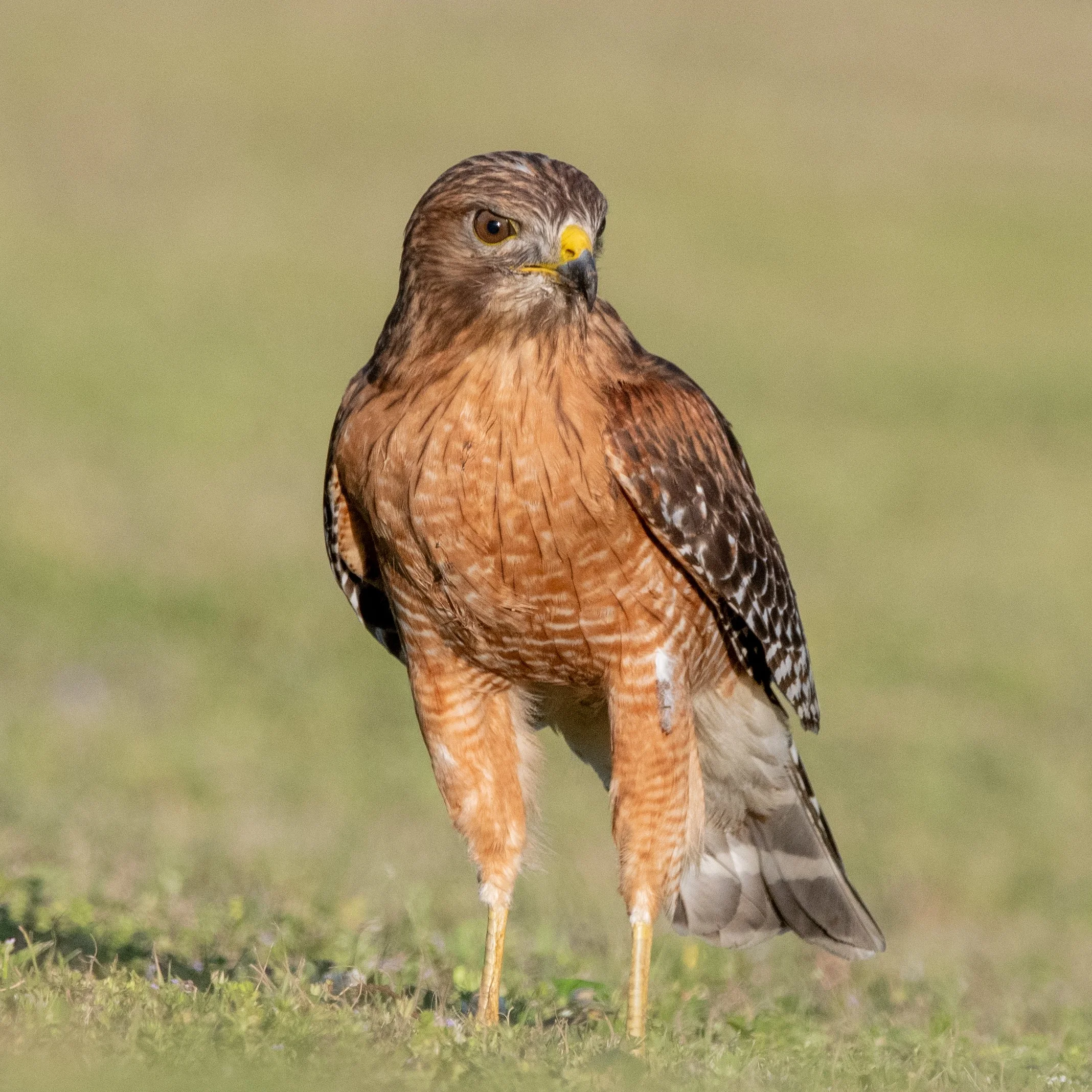 Celebrating Birdability Week// Red Mountain Park(Free!)