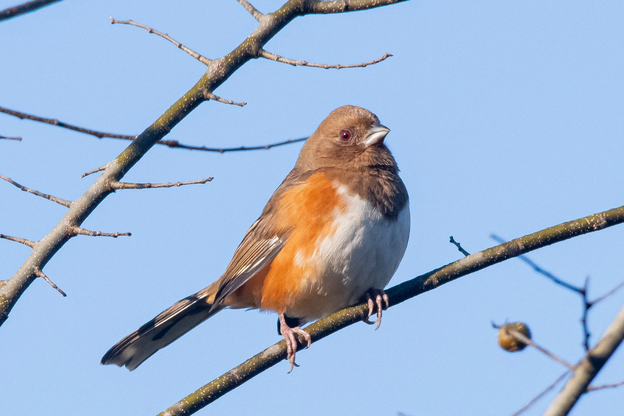 Celebrating Birdability Week // Turkey Creek Nature Preserve (Pinson, AL) (Free!)