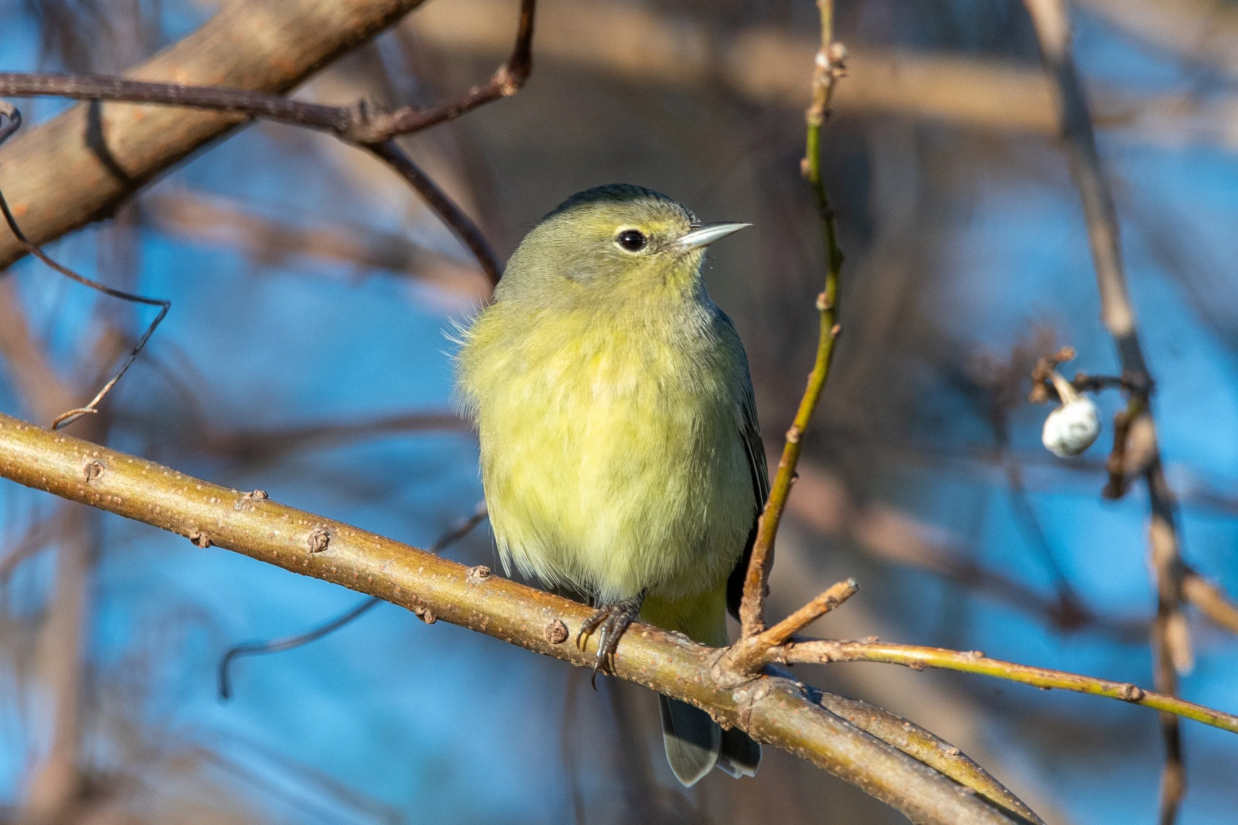 Celebrating Birdability Week // Oak Mountain State Park (Birmingham) (Free!)