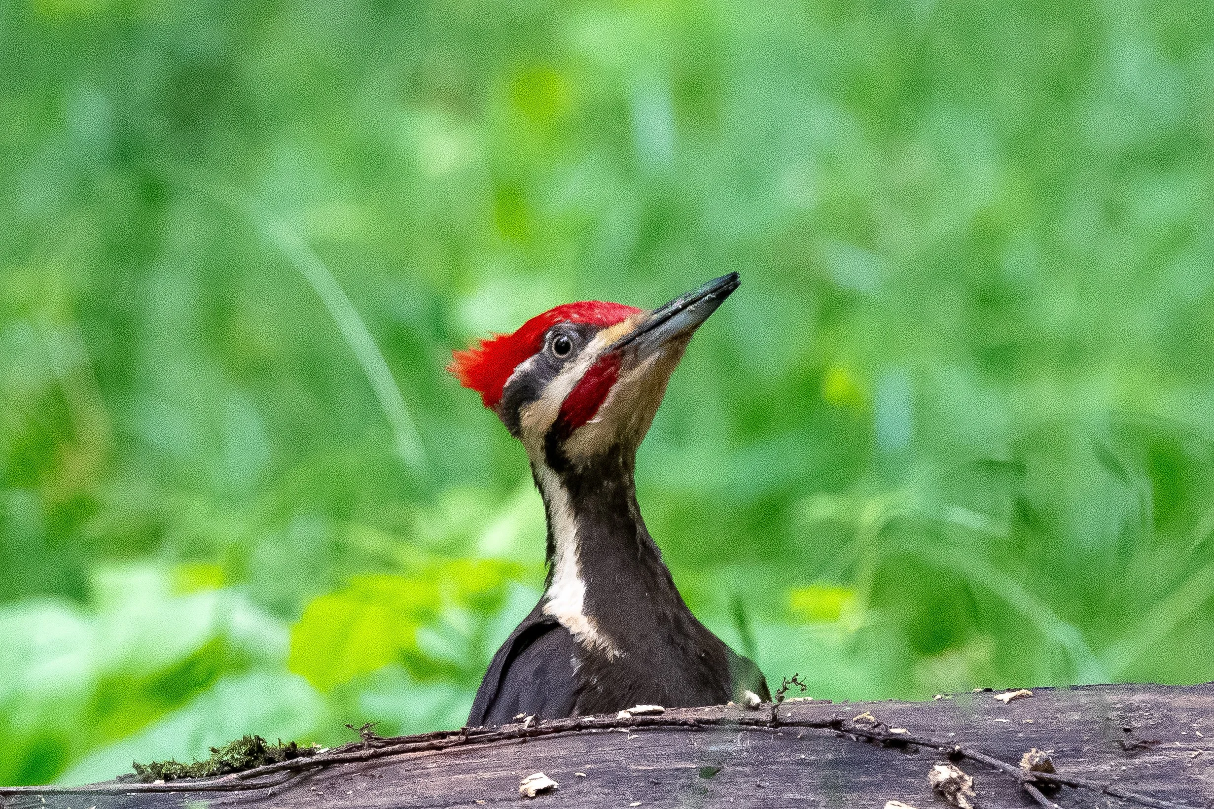 Celebrating Birdability Week // Trussville Greenway (Free!)