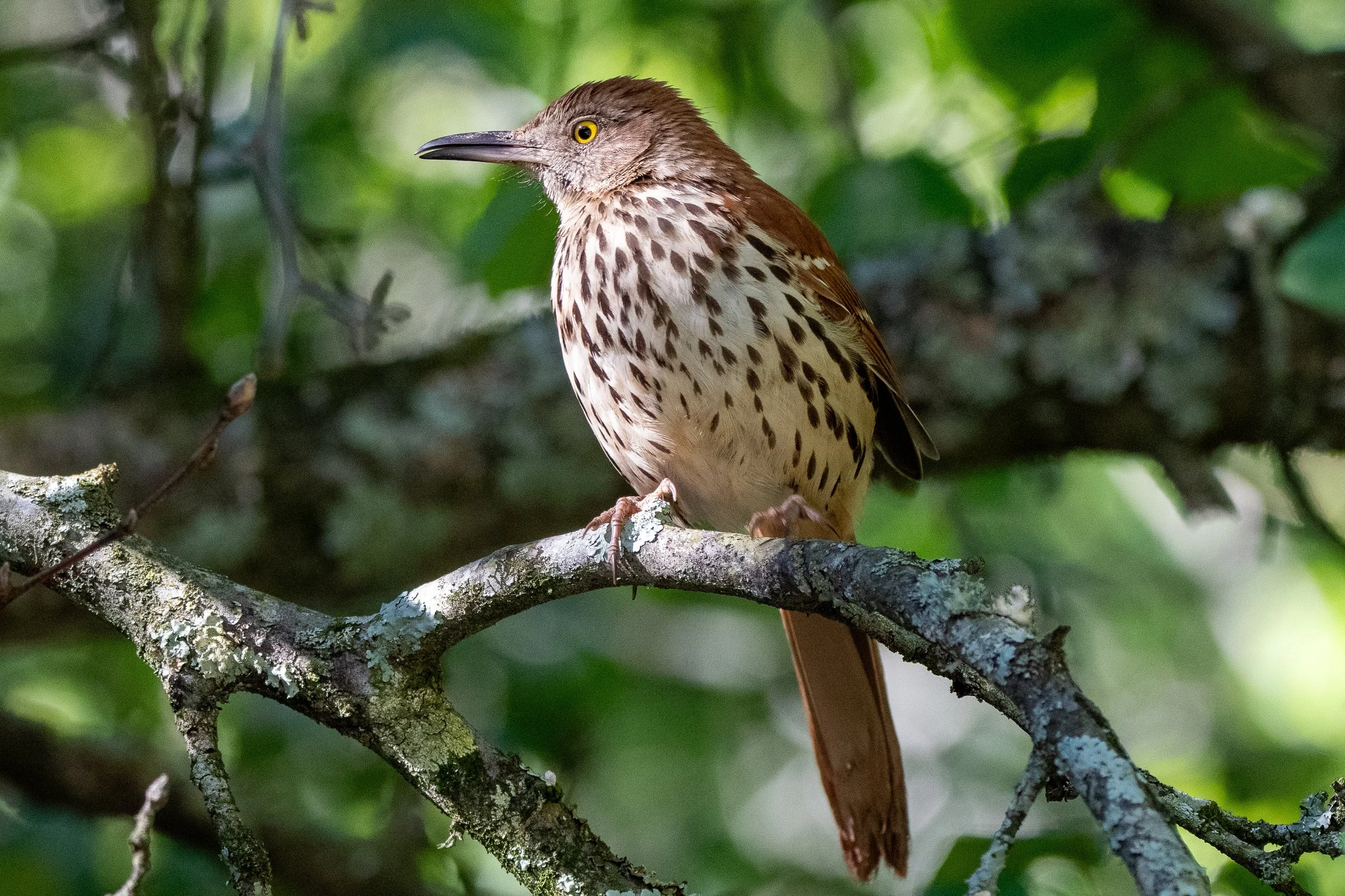 Birding at Chapman Mountain (Free!)