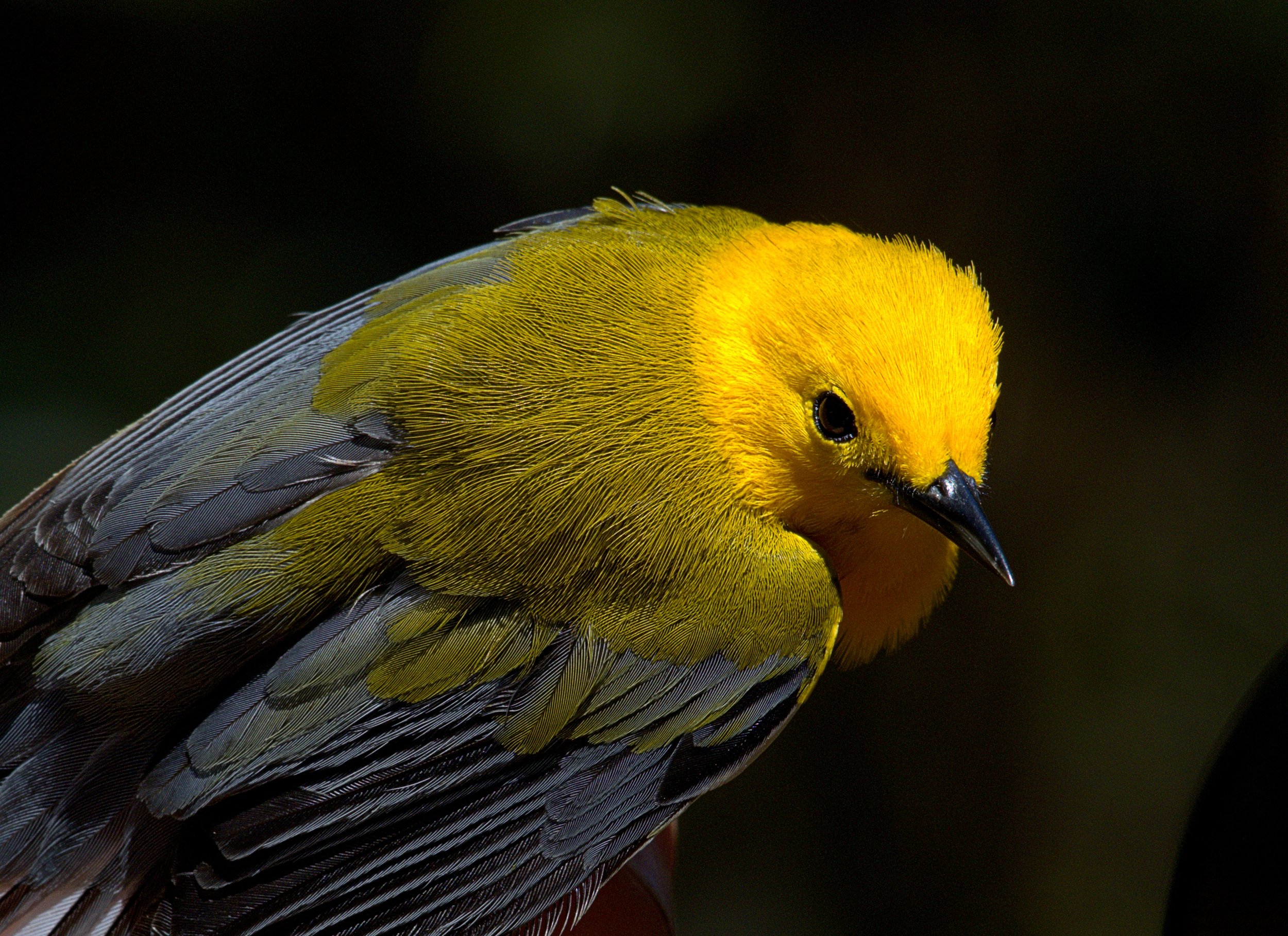 PROW.RSDC6419 -2.aaa.jpg