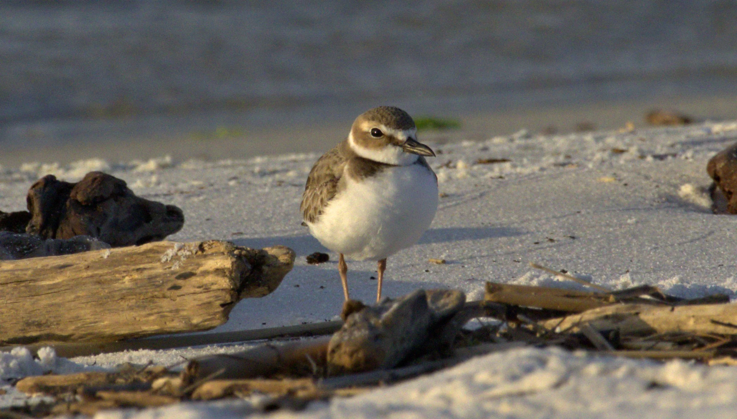 WIPL.RSDC4940 -1.aaa.jpg