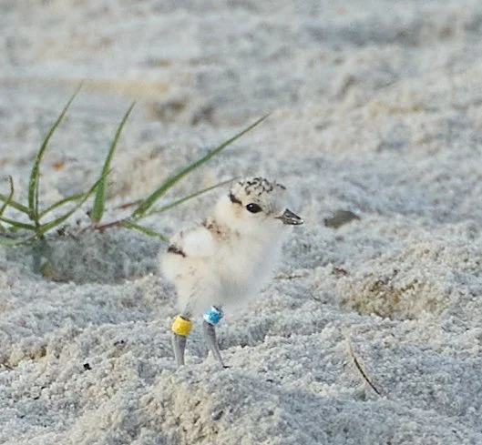  06172025 snpl chick bKYb PEHO _1.jpg