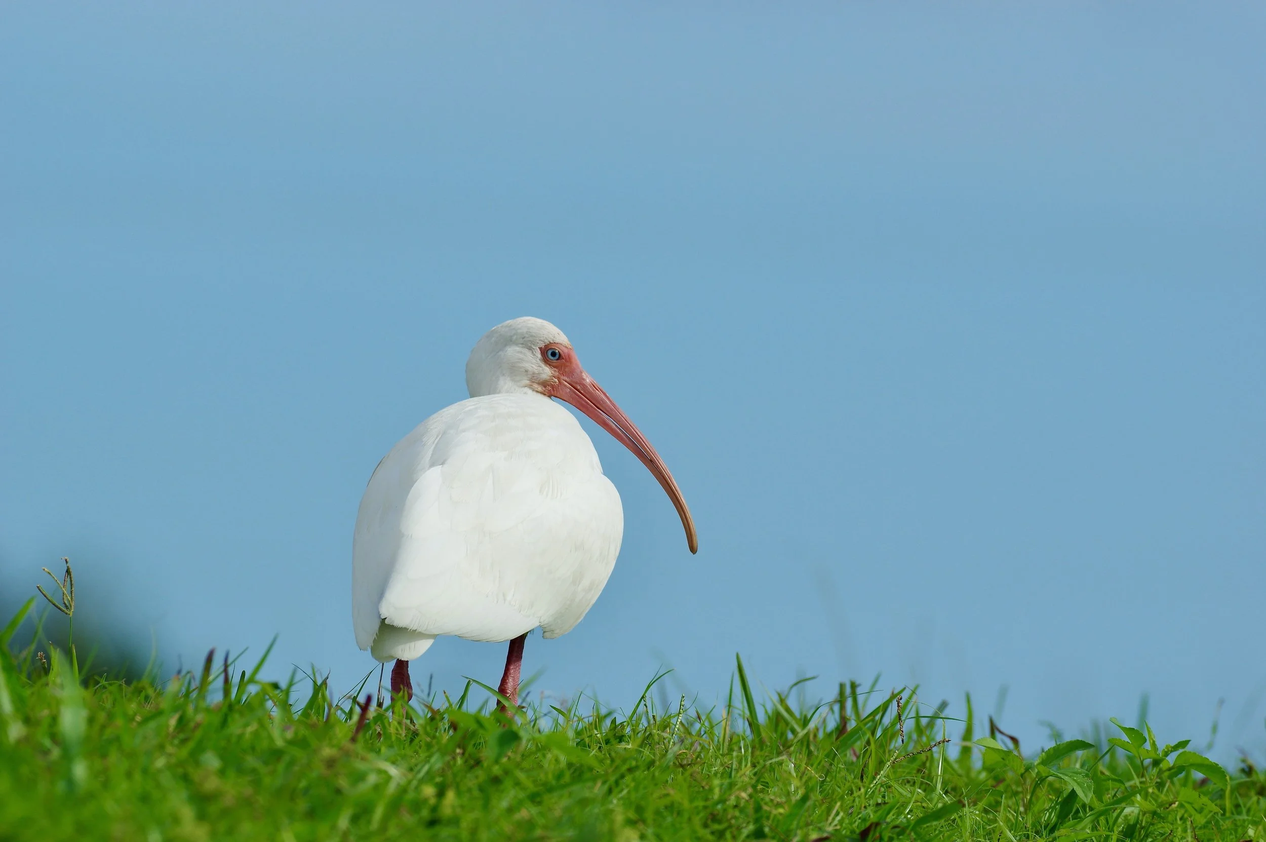 White Ibis, GJH.jpeg