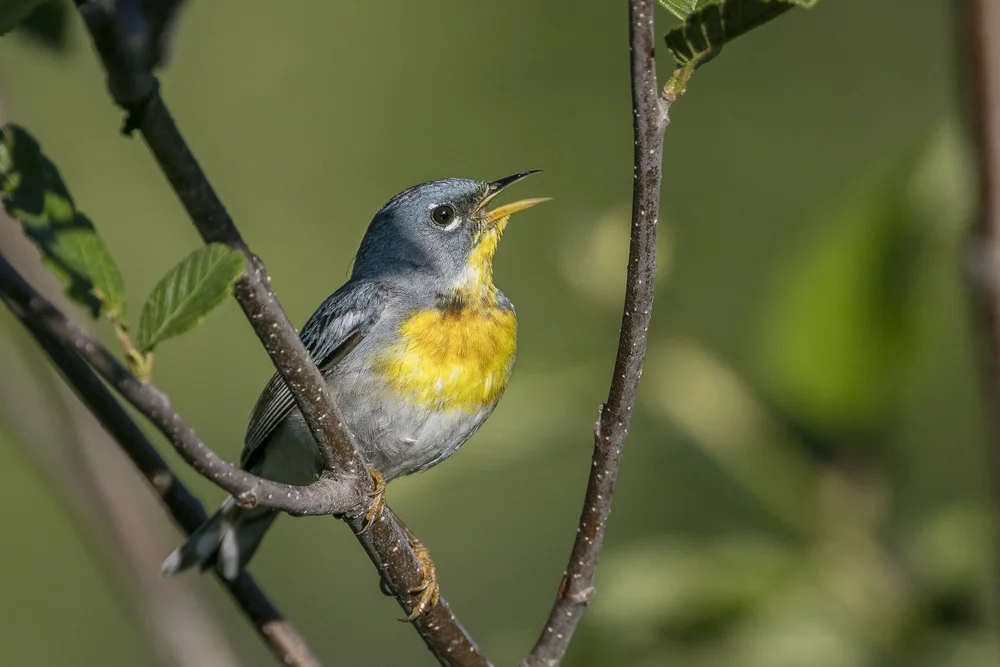 JOB OPPORTUNITIES — ALABAMA AUDUBON