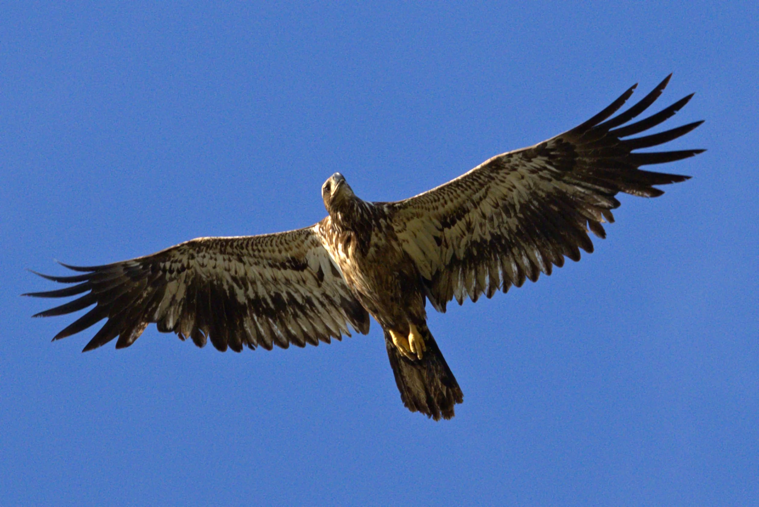 BAEA.RSDC8954 -1.aaa.jpg