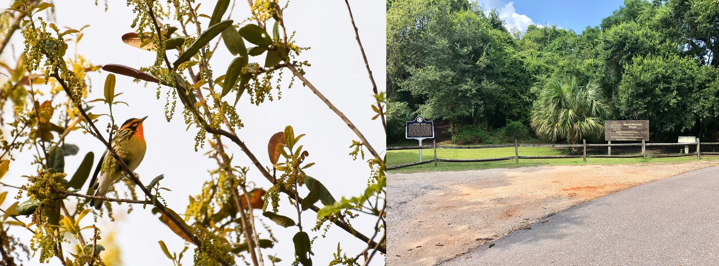 Coastal Field Trip: Dauphin Island Shell Mounds [FREE] — ALABAMA AUDUBON