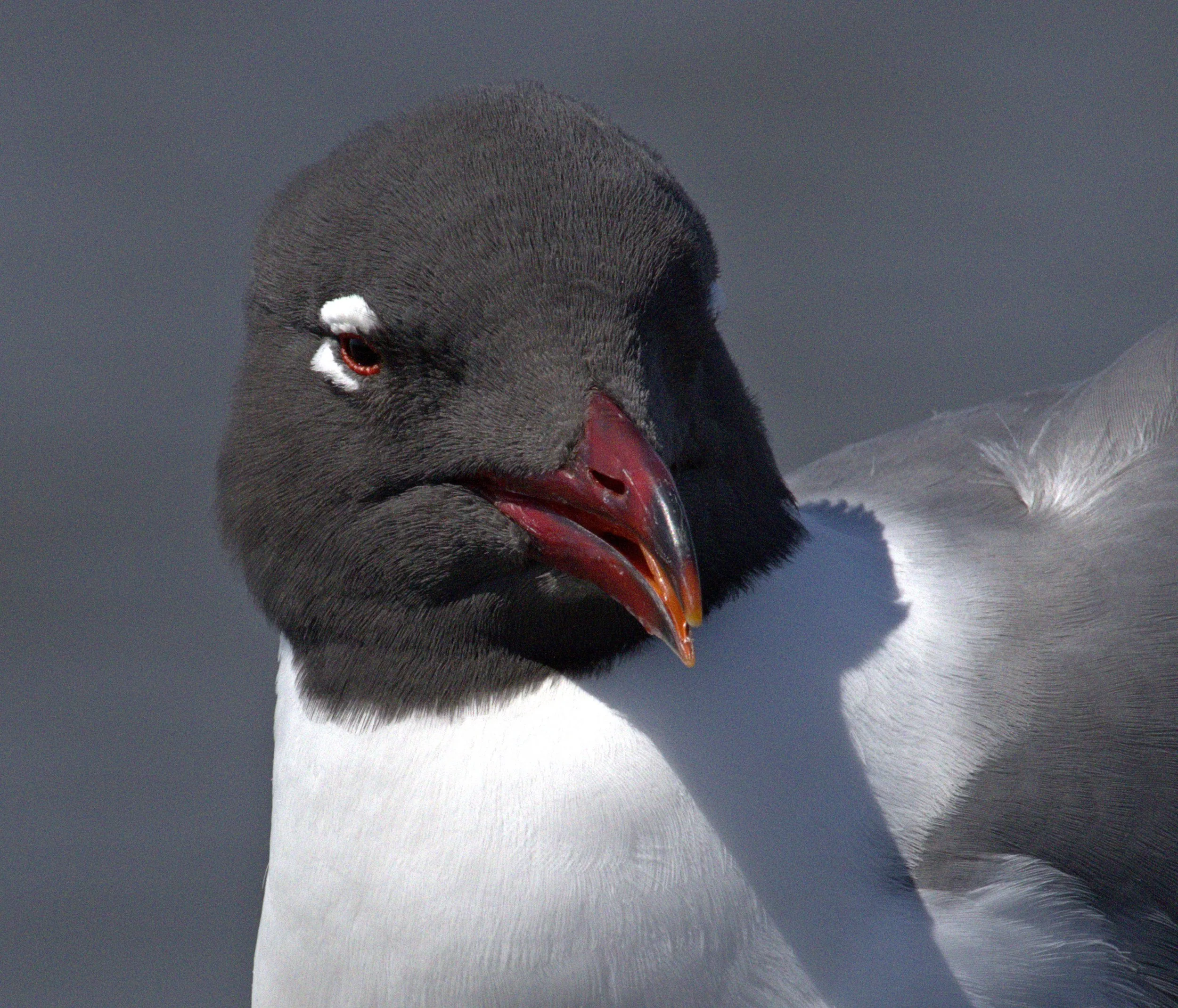 LAGU.RSDC0246 -1.aaa.jpg