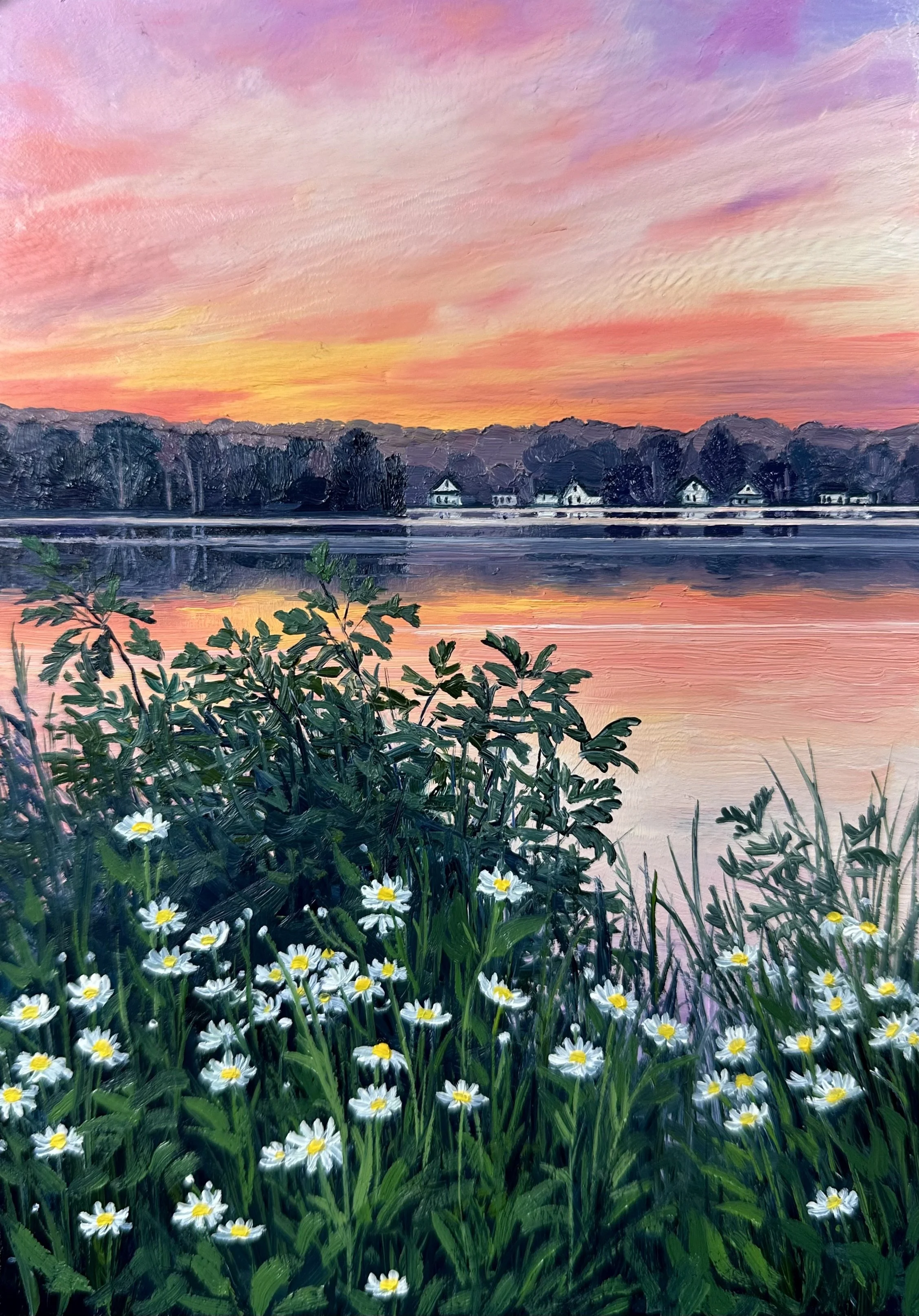 Daisies at Dawn- Lake Pocotopaug, East Hampton, CT