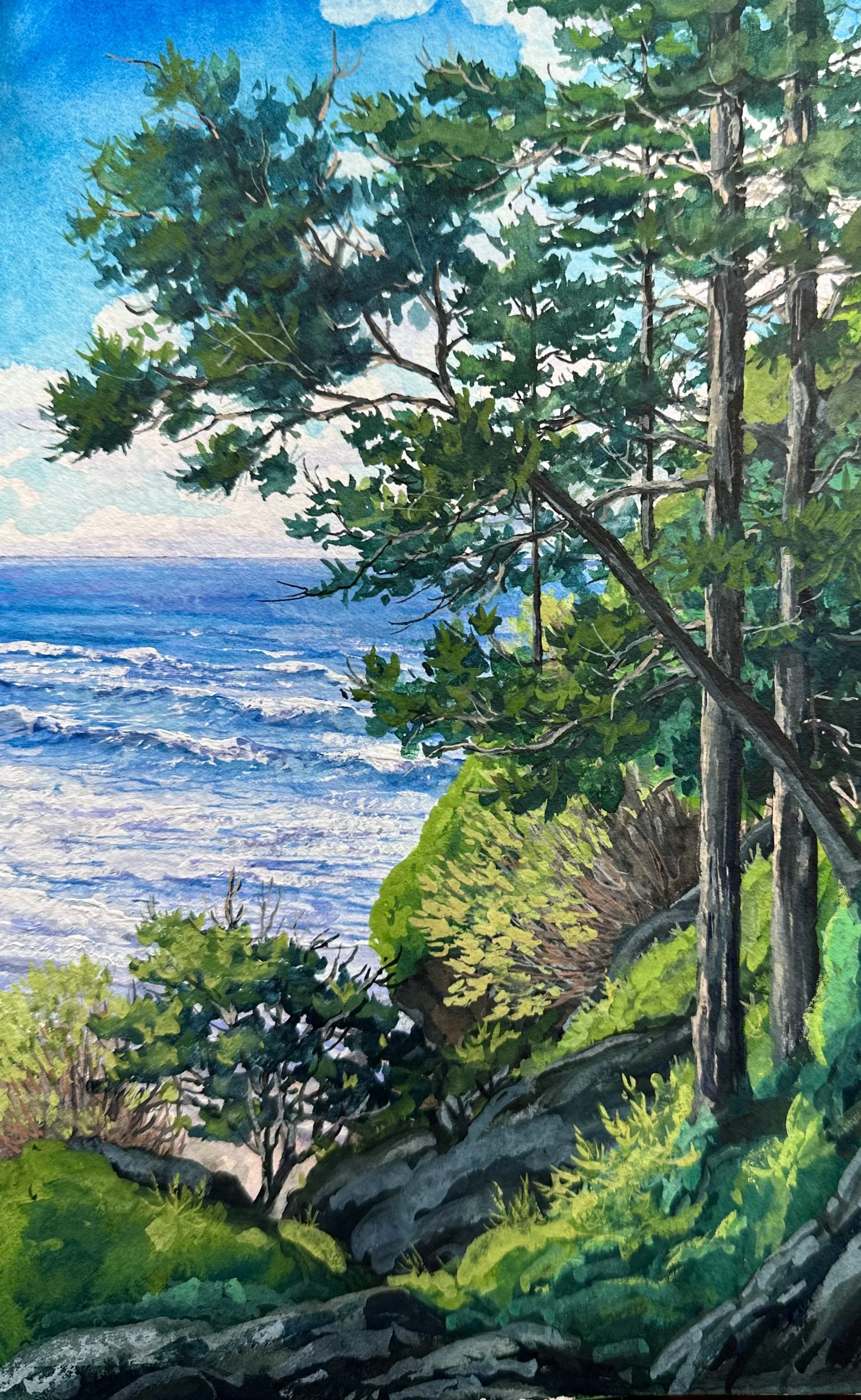 Pines along the Pacific- Near Big Sure, CA