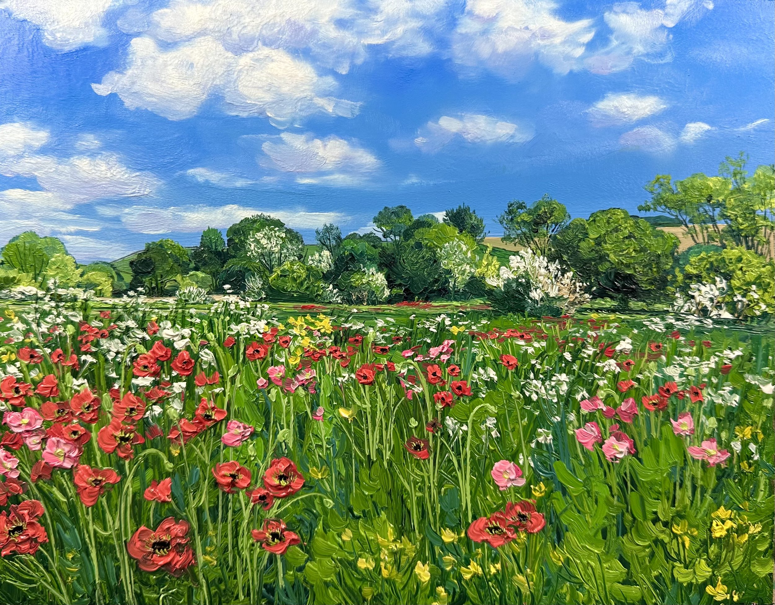Late Spring Poppies- Yorkshire, England