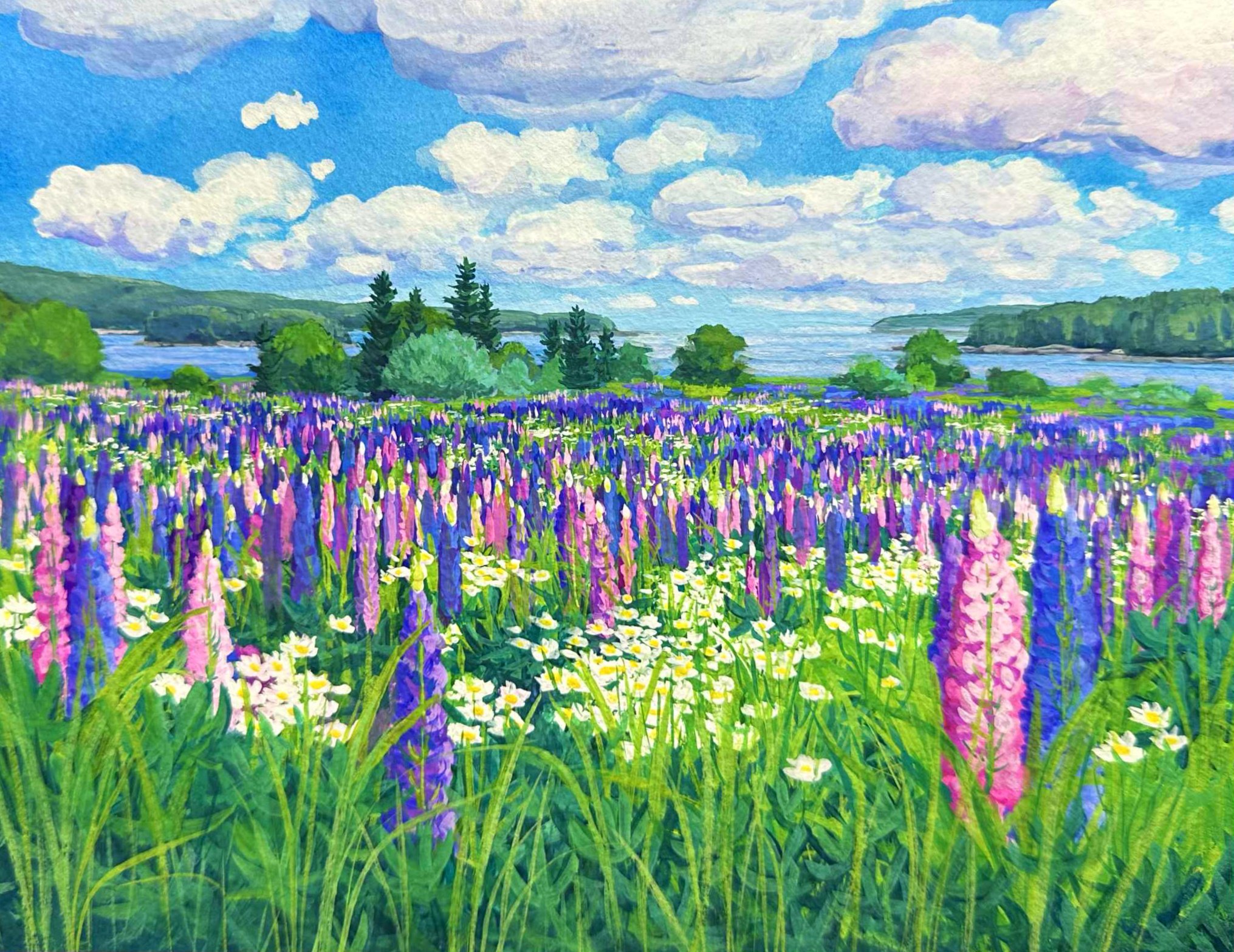 Lupine and Daisies- Mt. Desert Island, ME