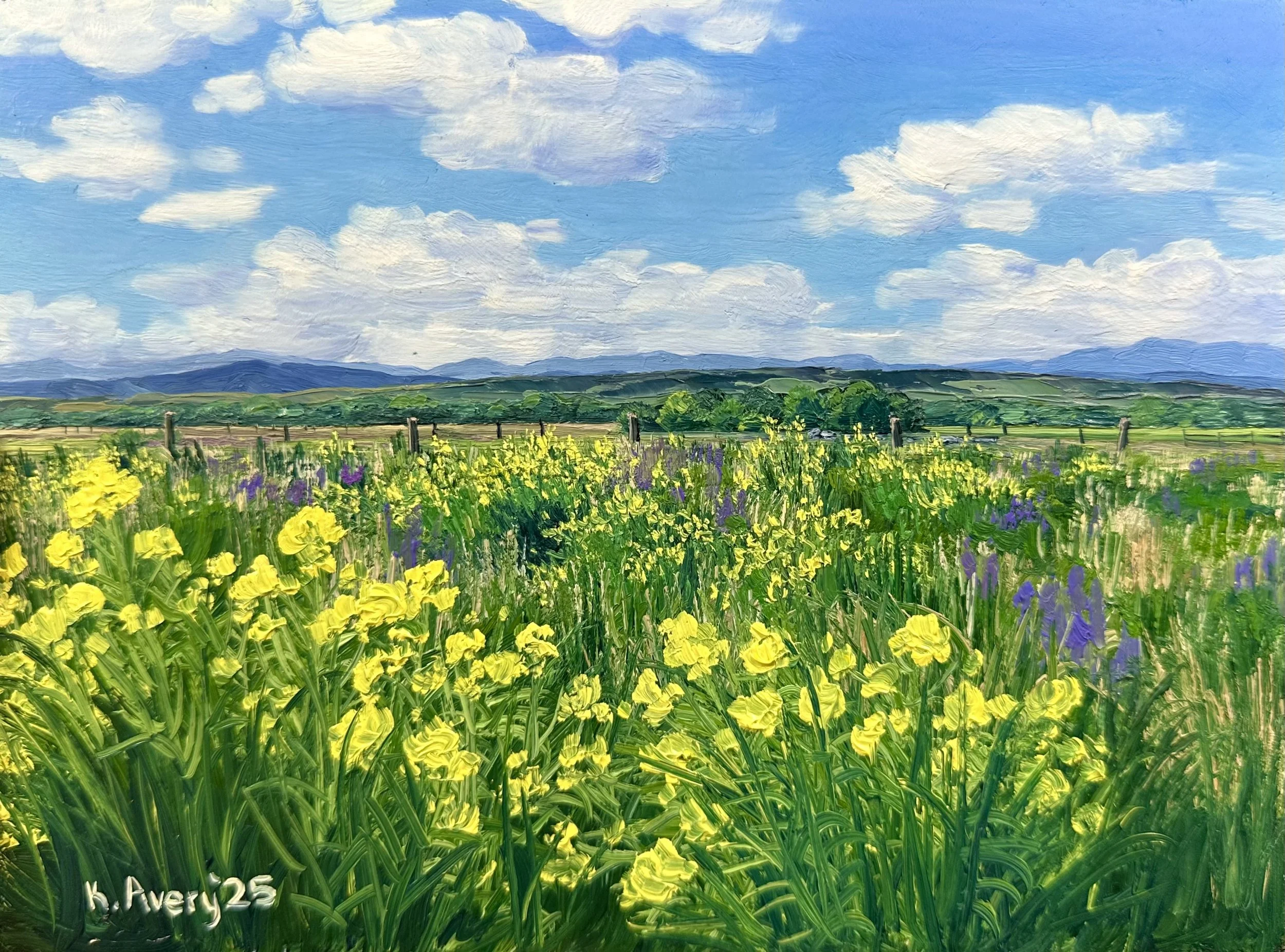 Wildflower Field just East of Bozeman, MT