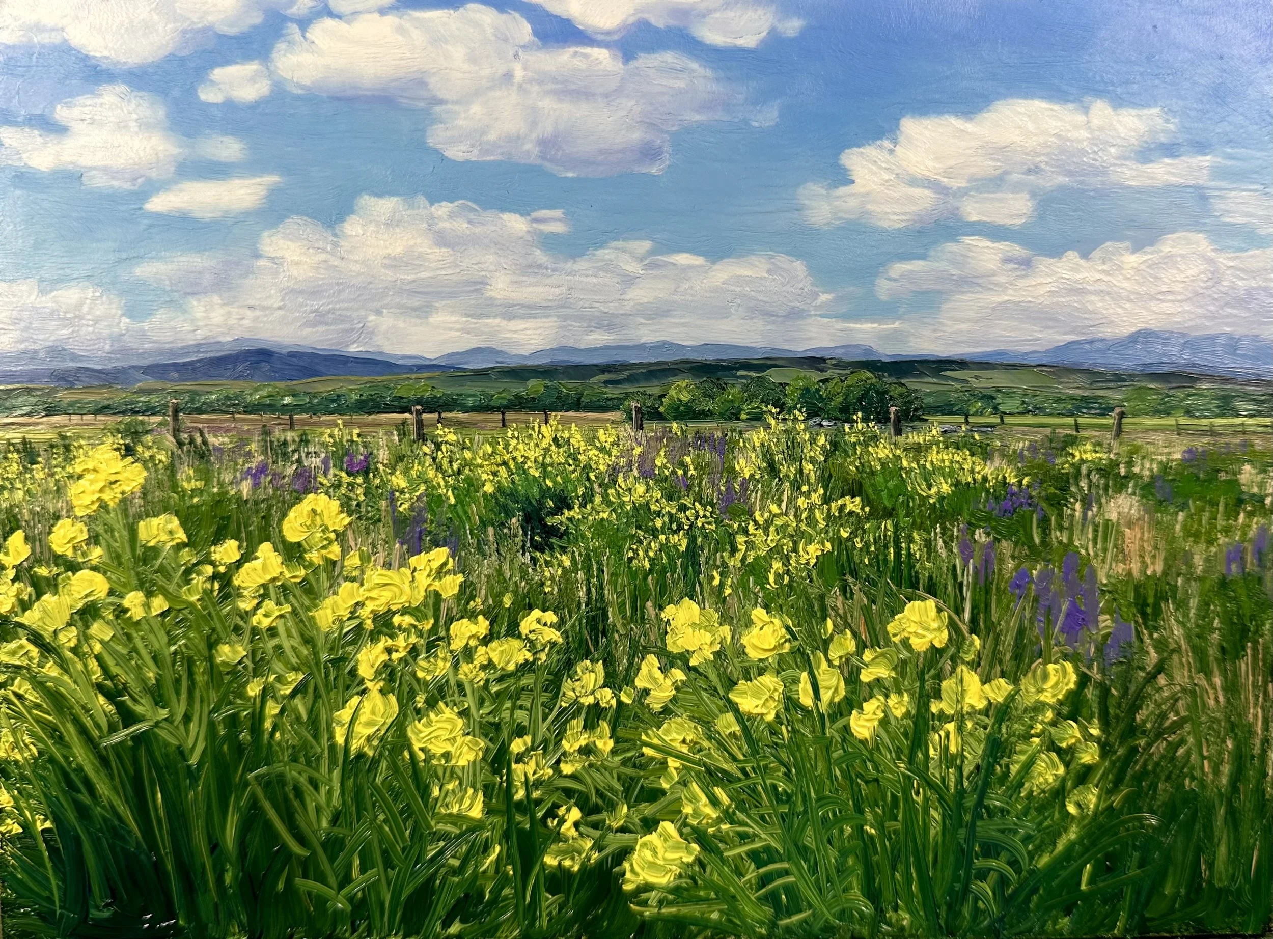 Wildflower Field just East of Bozeman, MT
