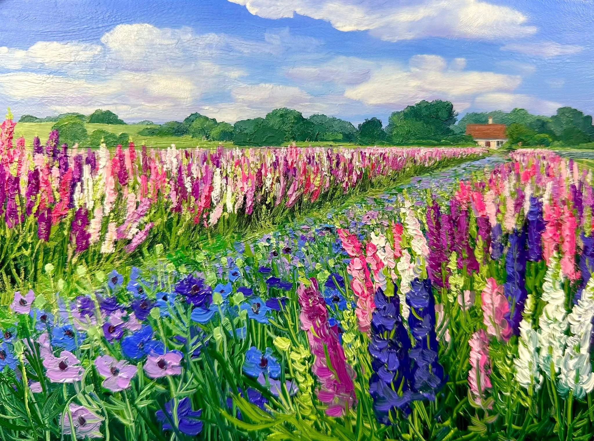 Larkspur and Nigella- Shropshire, England