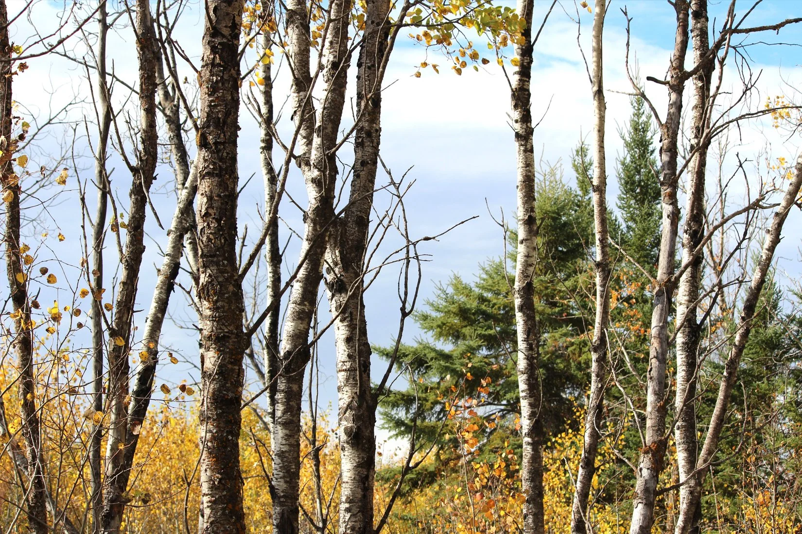 September — Open Forest (M. Kaminsky)