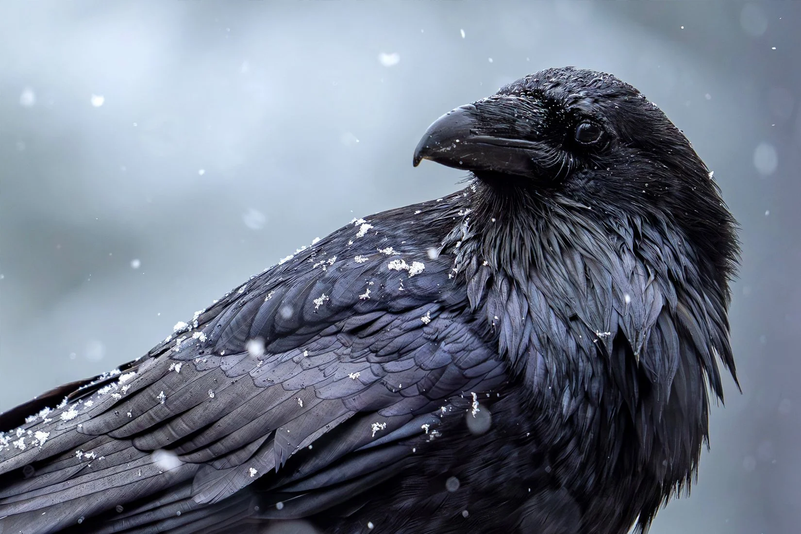 Jules Brodeur - December