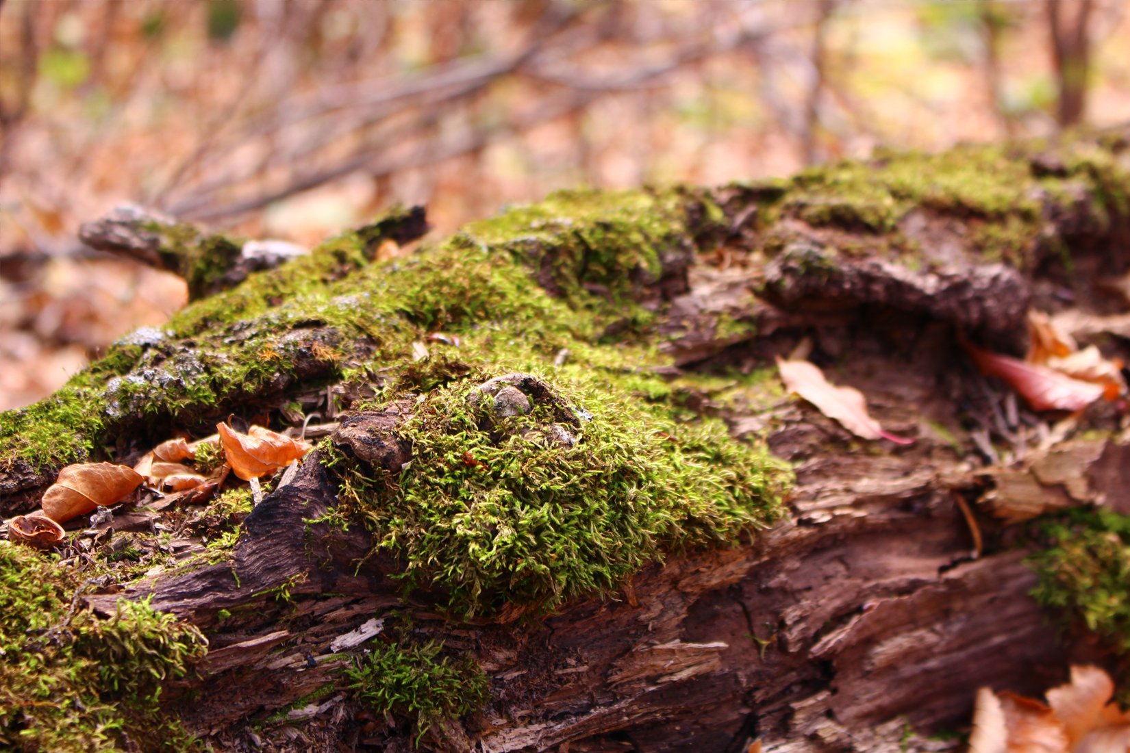 October — Moss on a Log (Lori Andres)