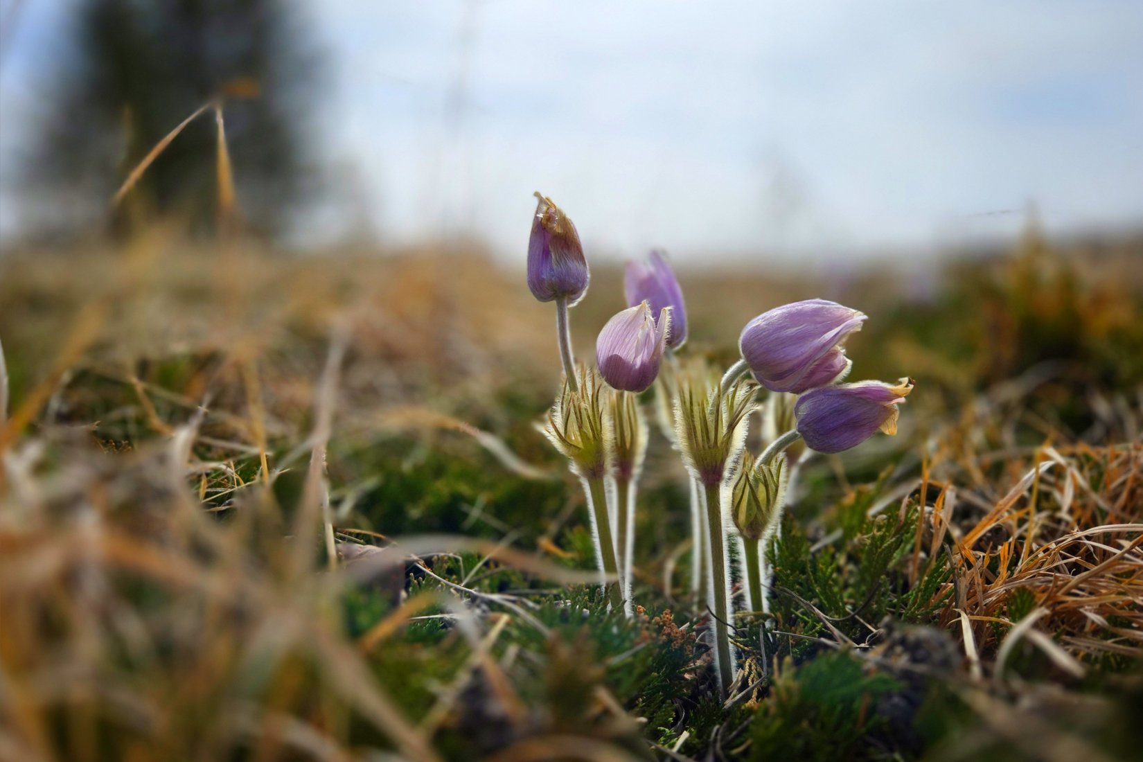 April — Hello Spring! (Sonya Toews)