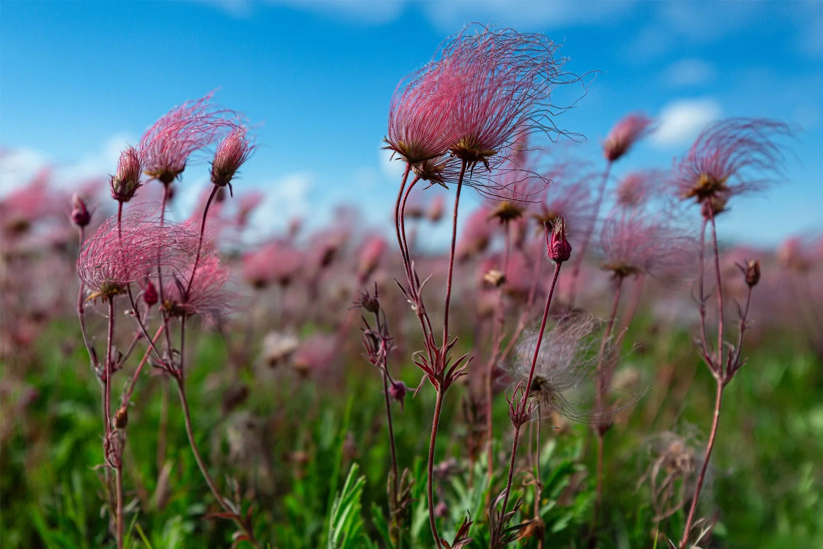 Cover — Prairie Smoke (Stino Scaletta)