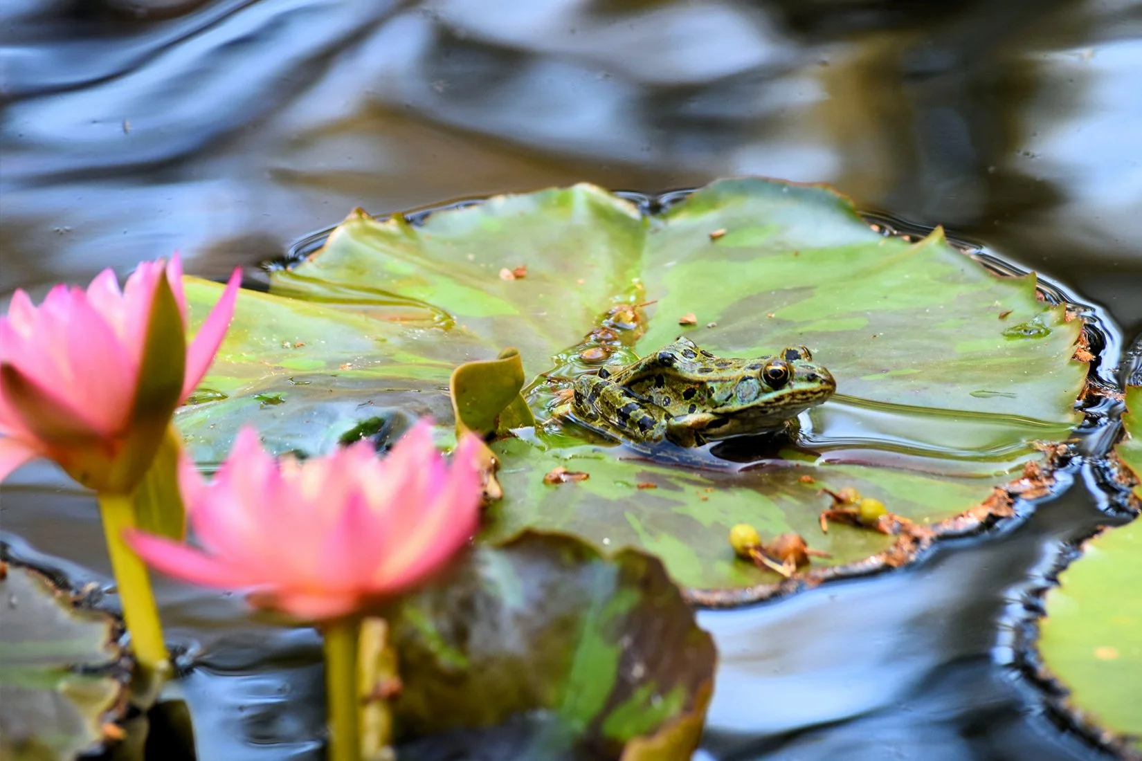 August — Lounging on a Lily Pad (Ginette Manaigre)