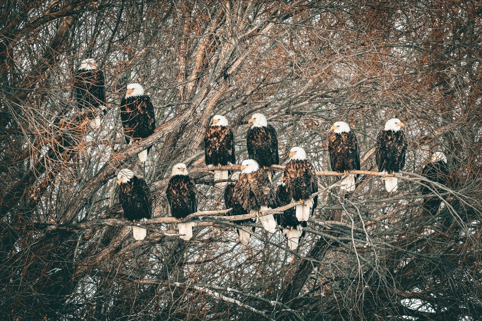 November — The Gathering (Hans Epp)