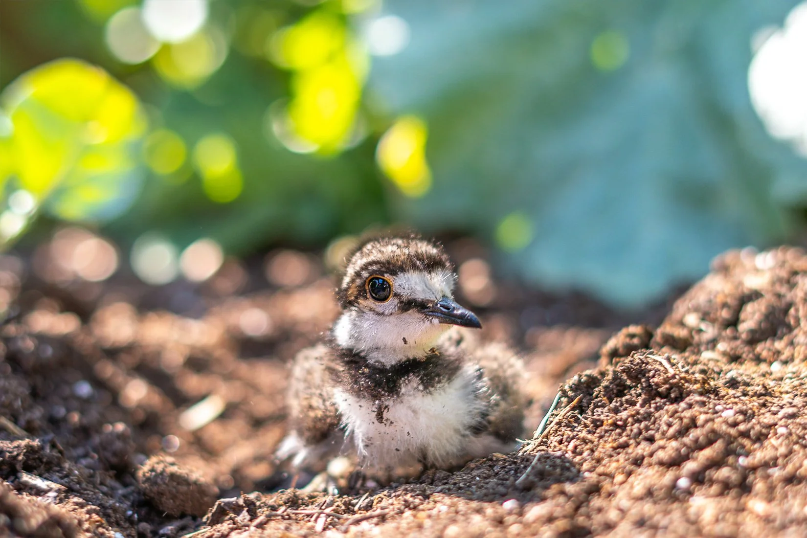 May — Killing Time with Baby Killdeer (Jules Brodeur)