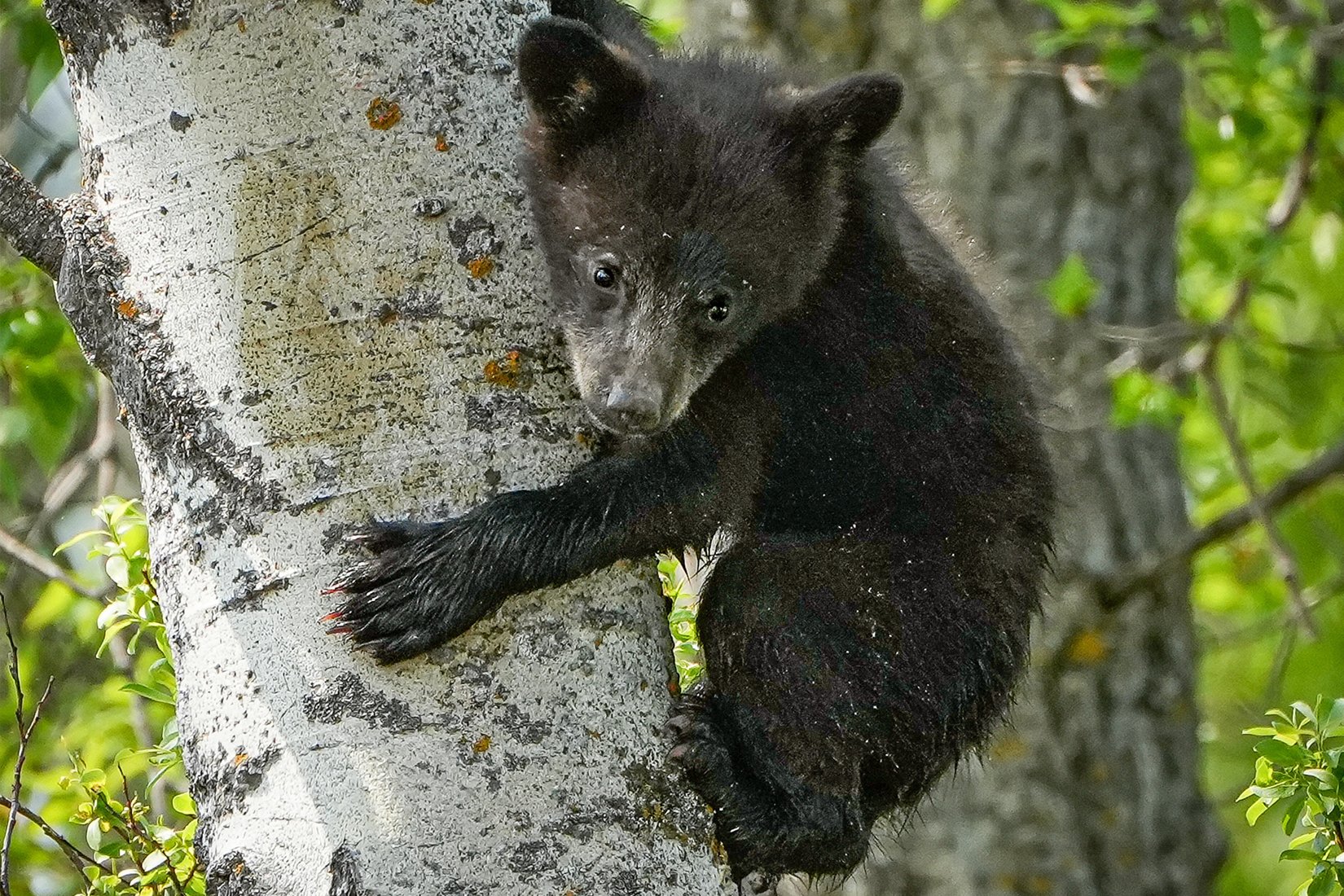 June — Bear Cub (Wendy Stephenson)