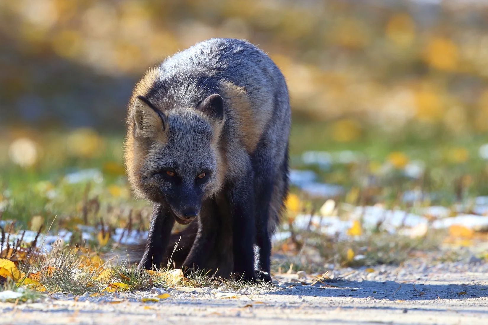 Bob Shettler - September