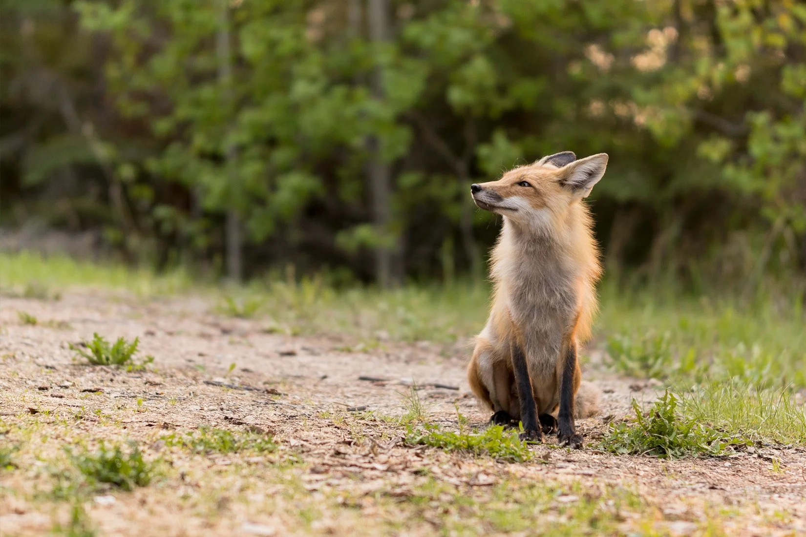 July — A Fox for a Friend (Tim Barton)