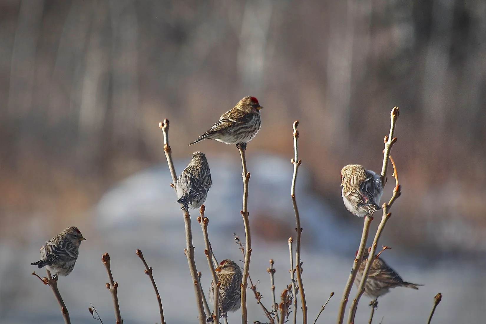 March — Redpoll Meeting (John Hamm)