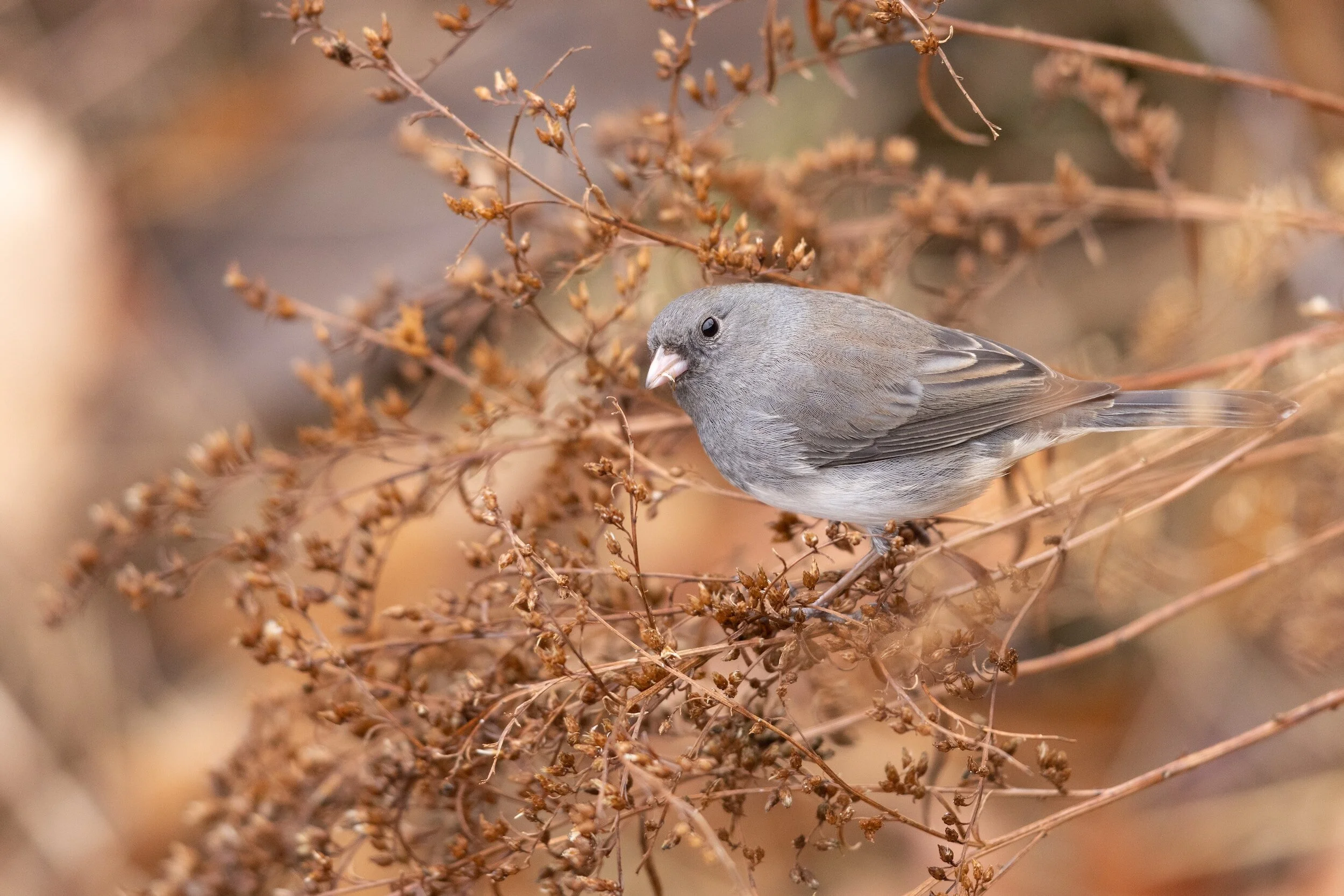 Pokagon Christmas Bird Count