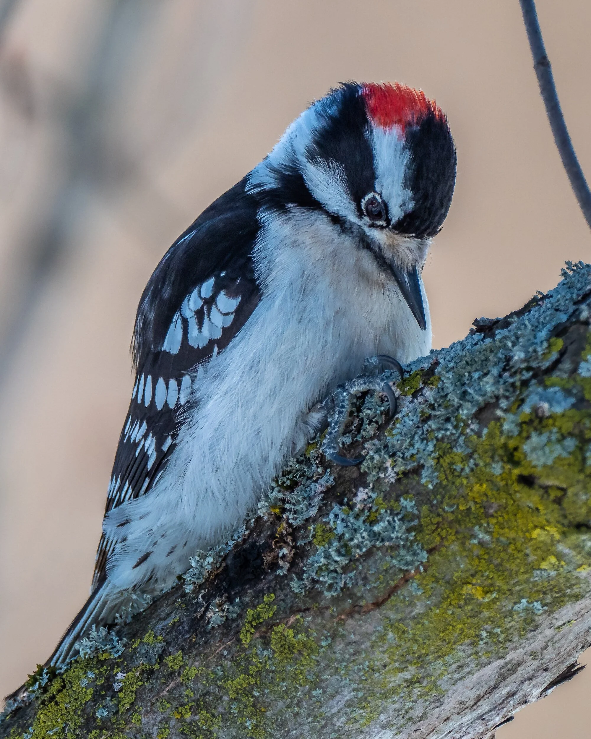 Tippecanoe Christmas Bird Count