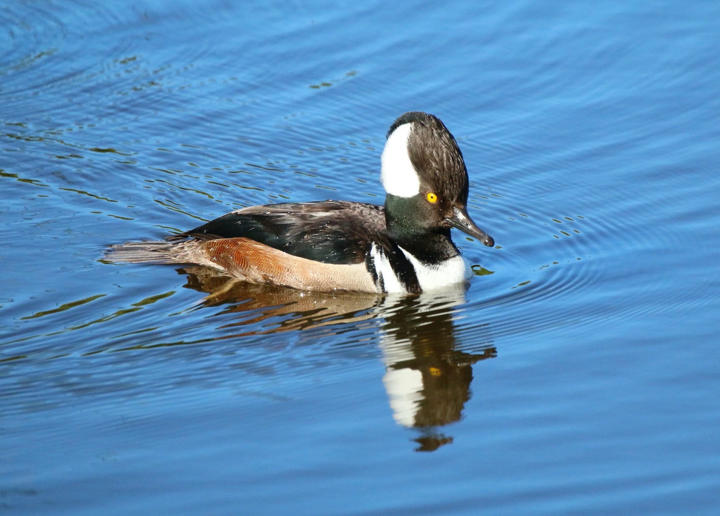 Southwest Allen Christmas Bird Count