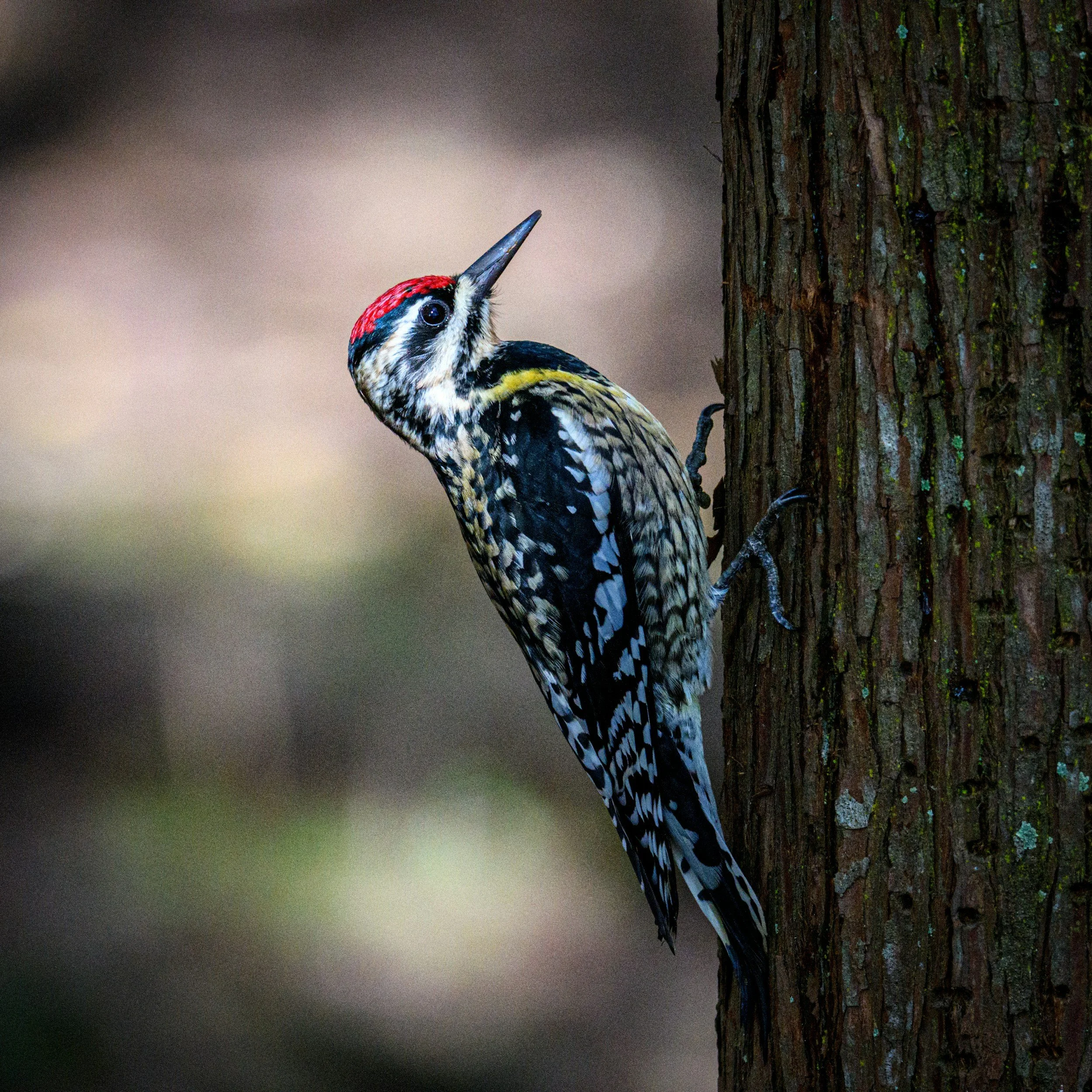 Field Trip: Metea County Park