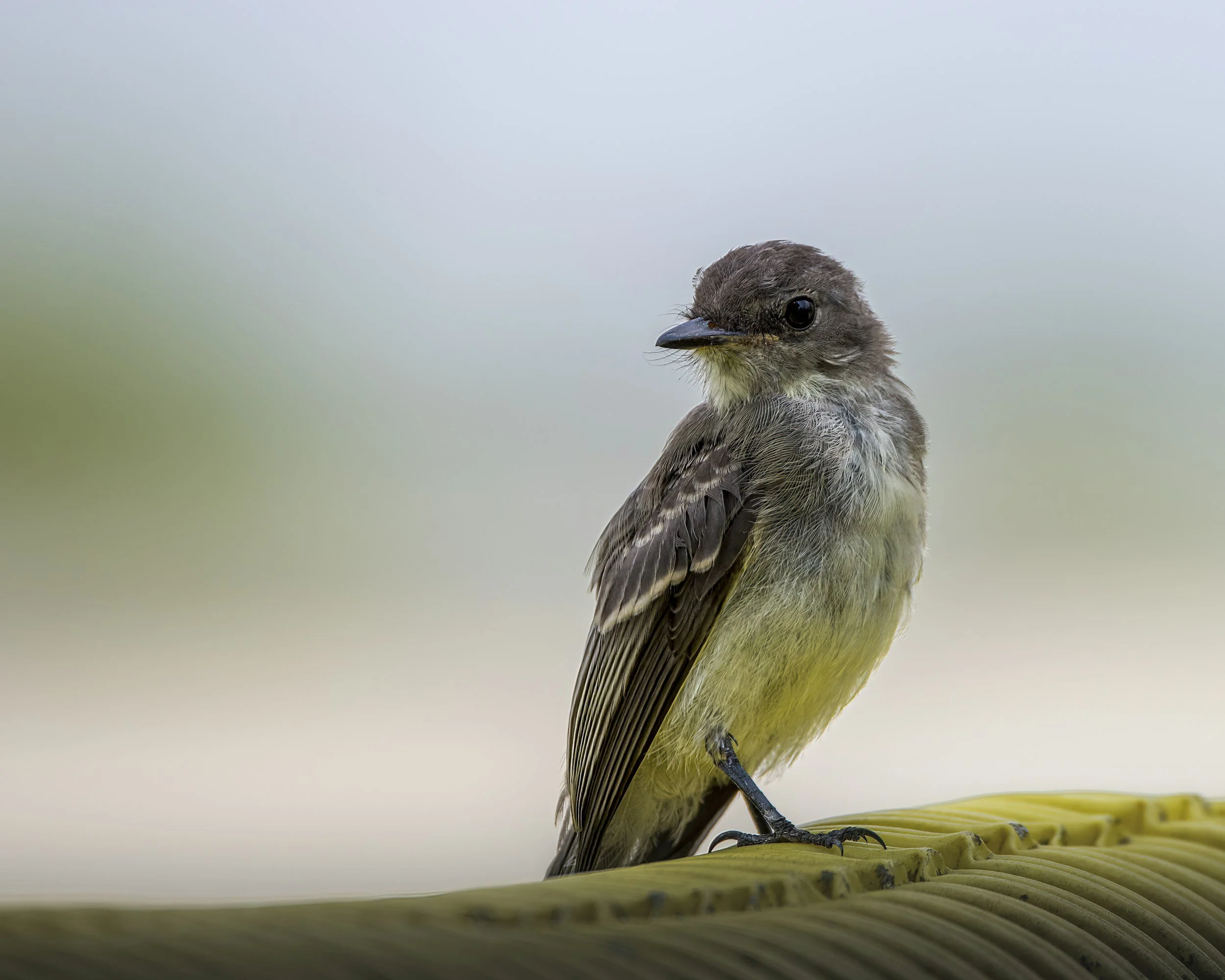 First Saturday Bird Walk @ Franke Park