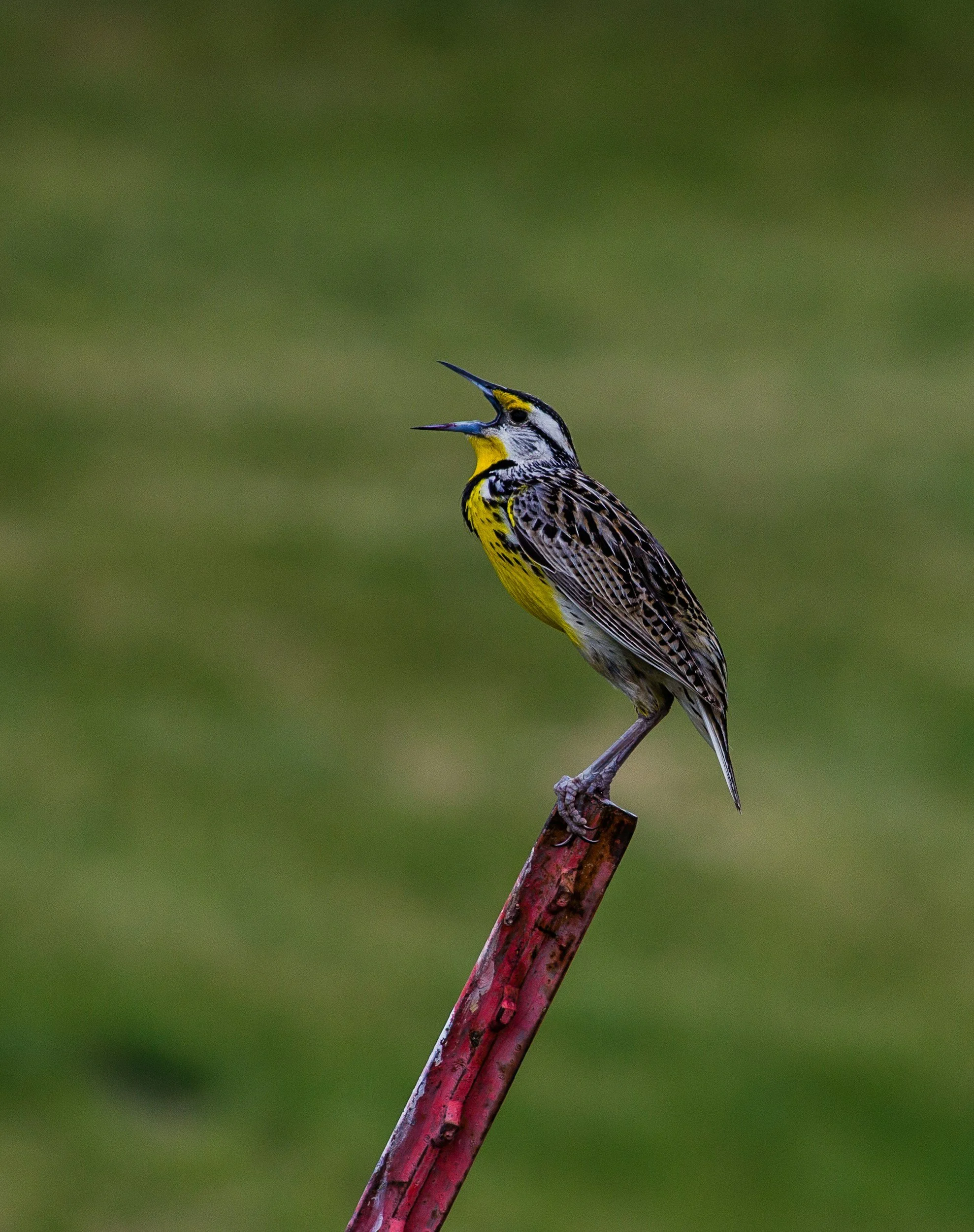 Field Trip: Willow Slough FWA/Kankakee Sands