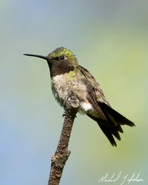 First Saturday Bird Walk @ Franke Park