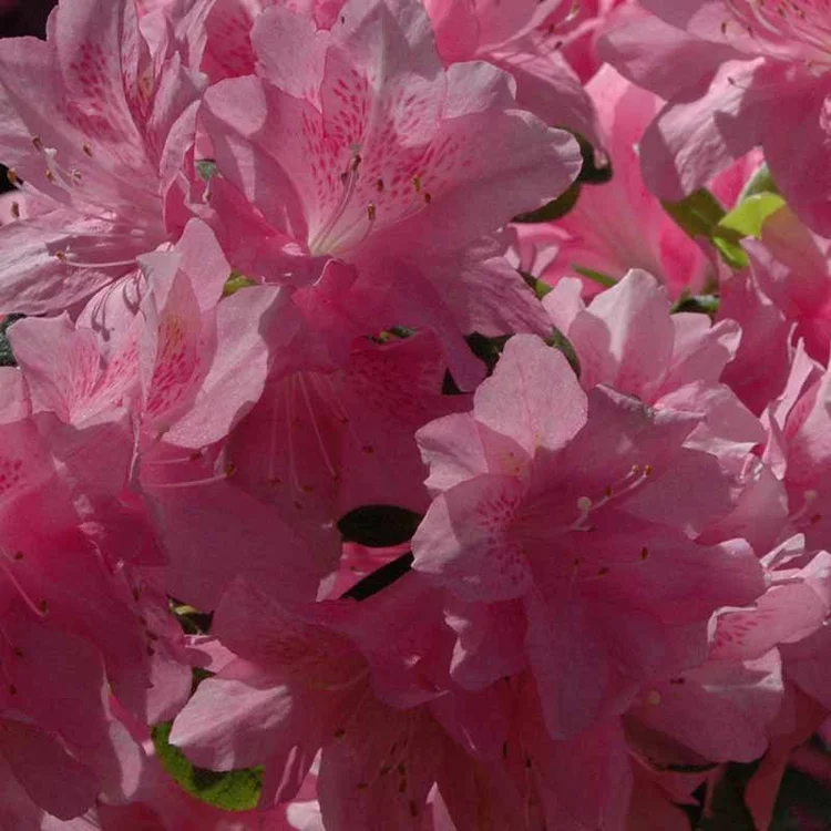 Azala Pink Ruffles Pink Ruffles — WRAL Gardens