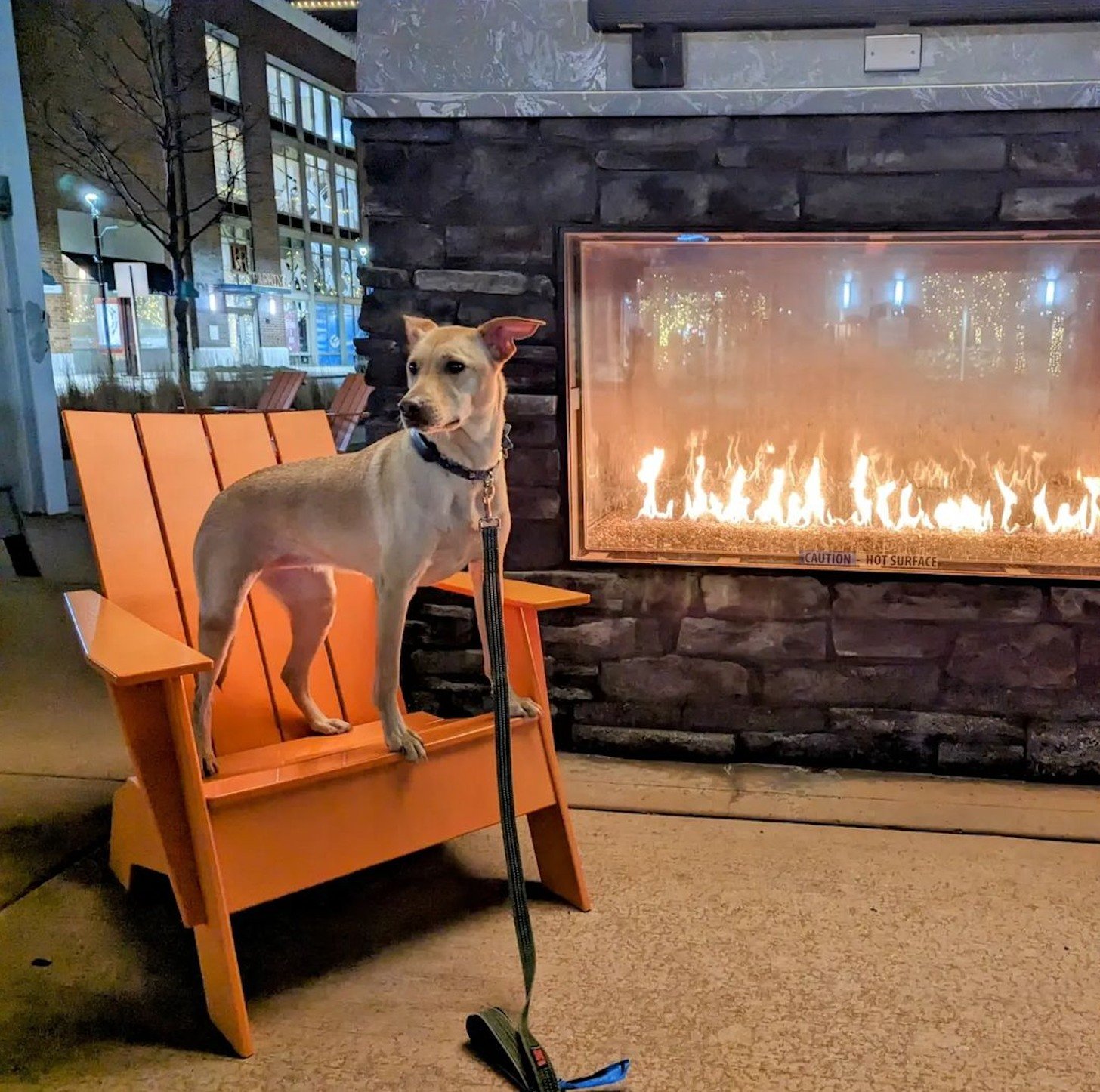 BRVC dog fireplace.jpeg