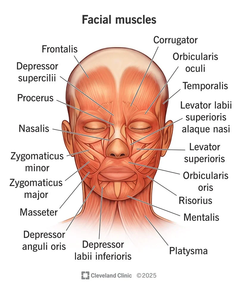 Anatomical diagram of facial muscle