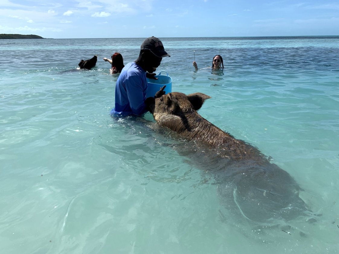 Swimming With Pigs