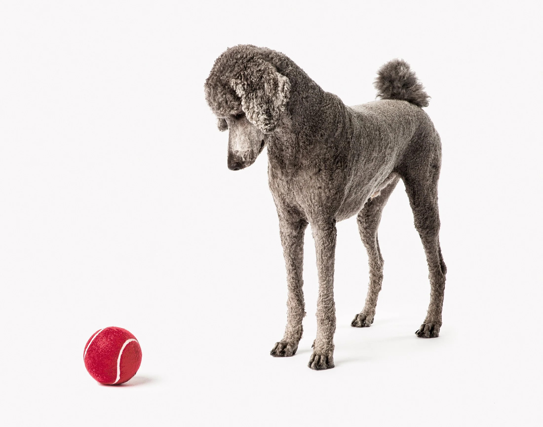 standard poodle-studio photoshoot.jpg