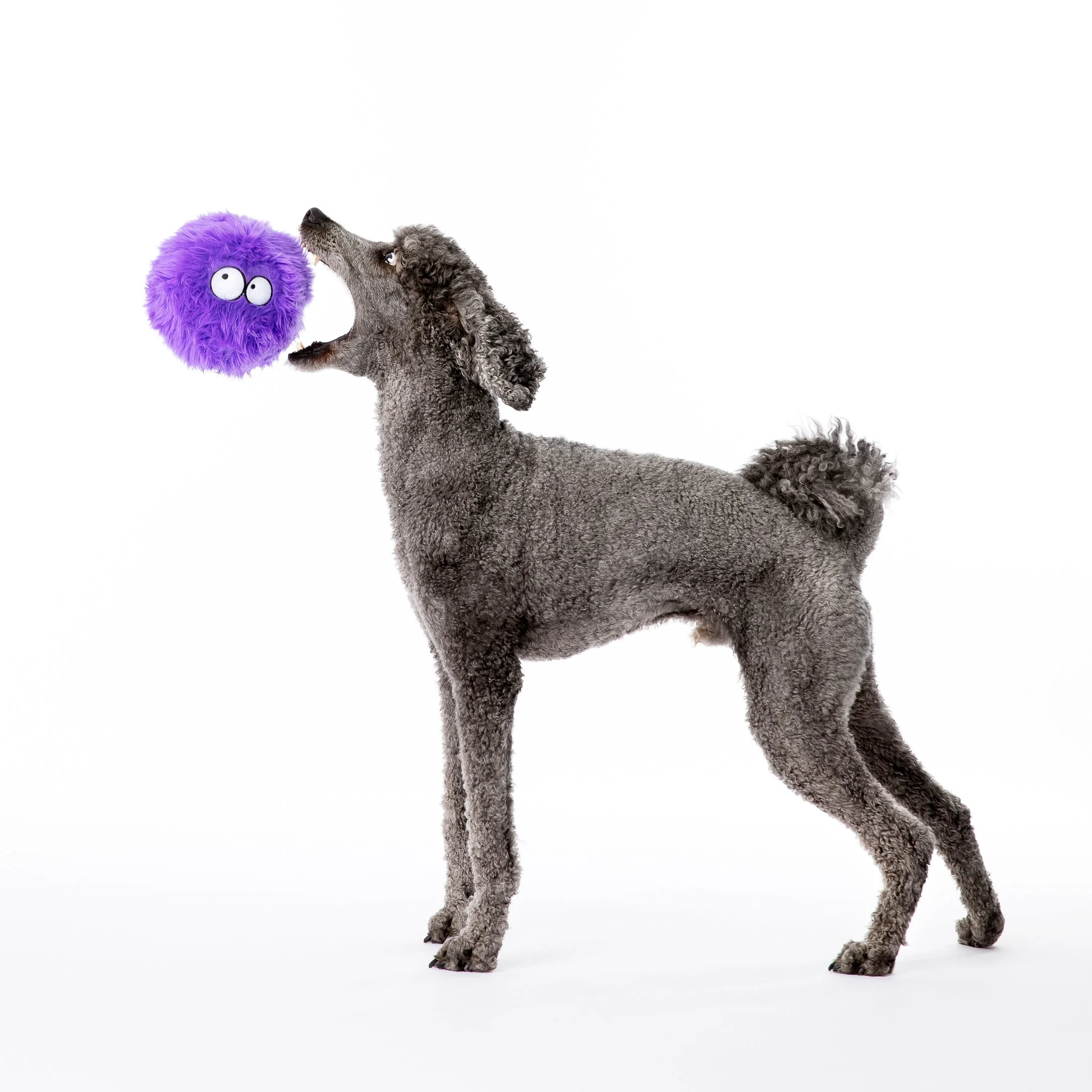 standard poodle-studio-dog photoshoot-4.jpg