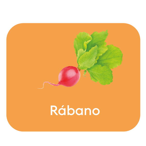 rabano.png