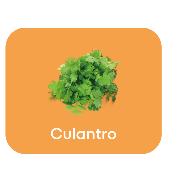 culantro.png